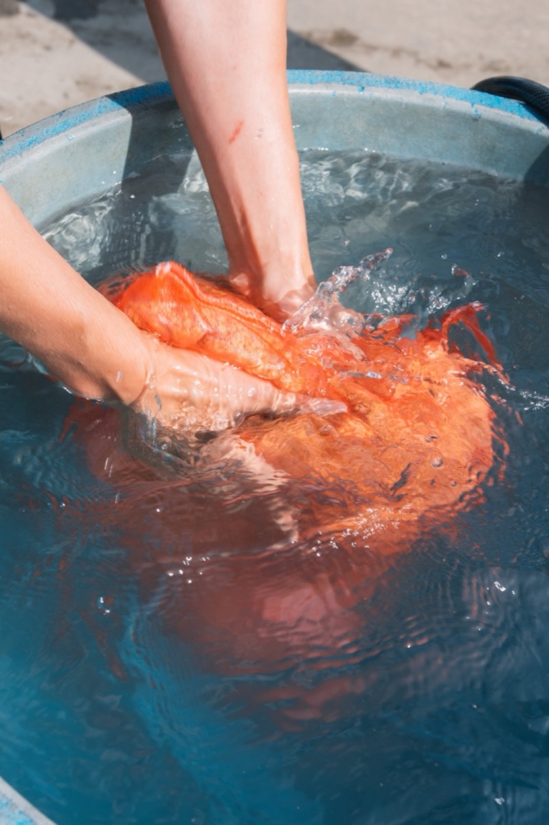 水に浸けた種もみの袋を手で揉む