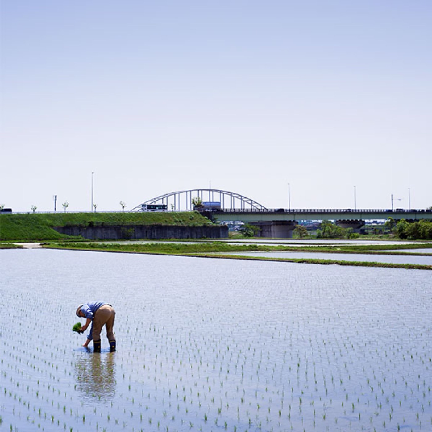 水を張った田んぼでの田植え